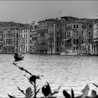 Venice II