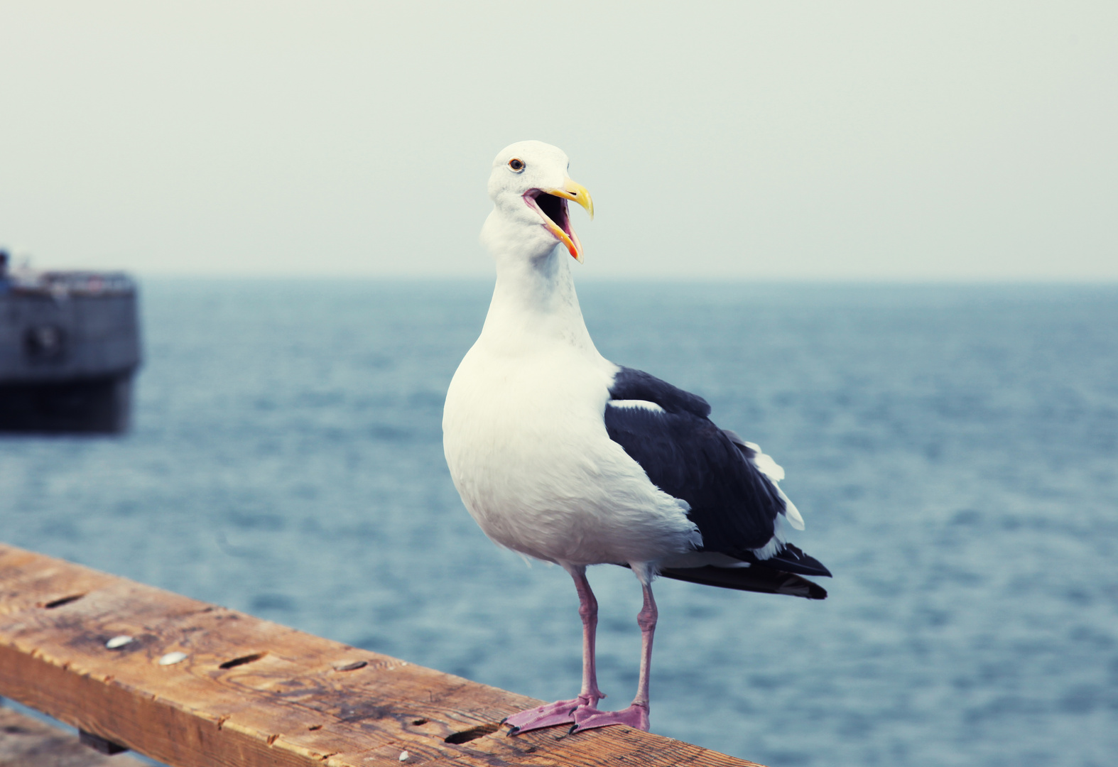 venice seagull