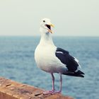 venice seagull