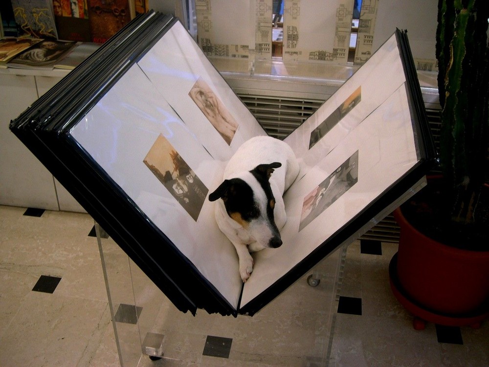 Venise, le petit Jack Russell du marchand d'art.