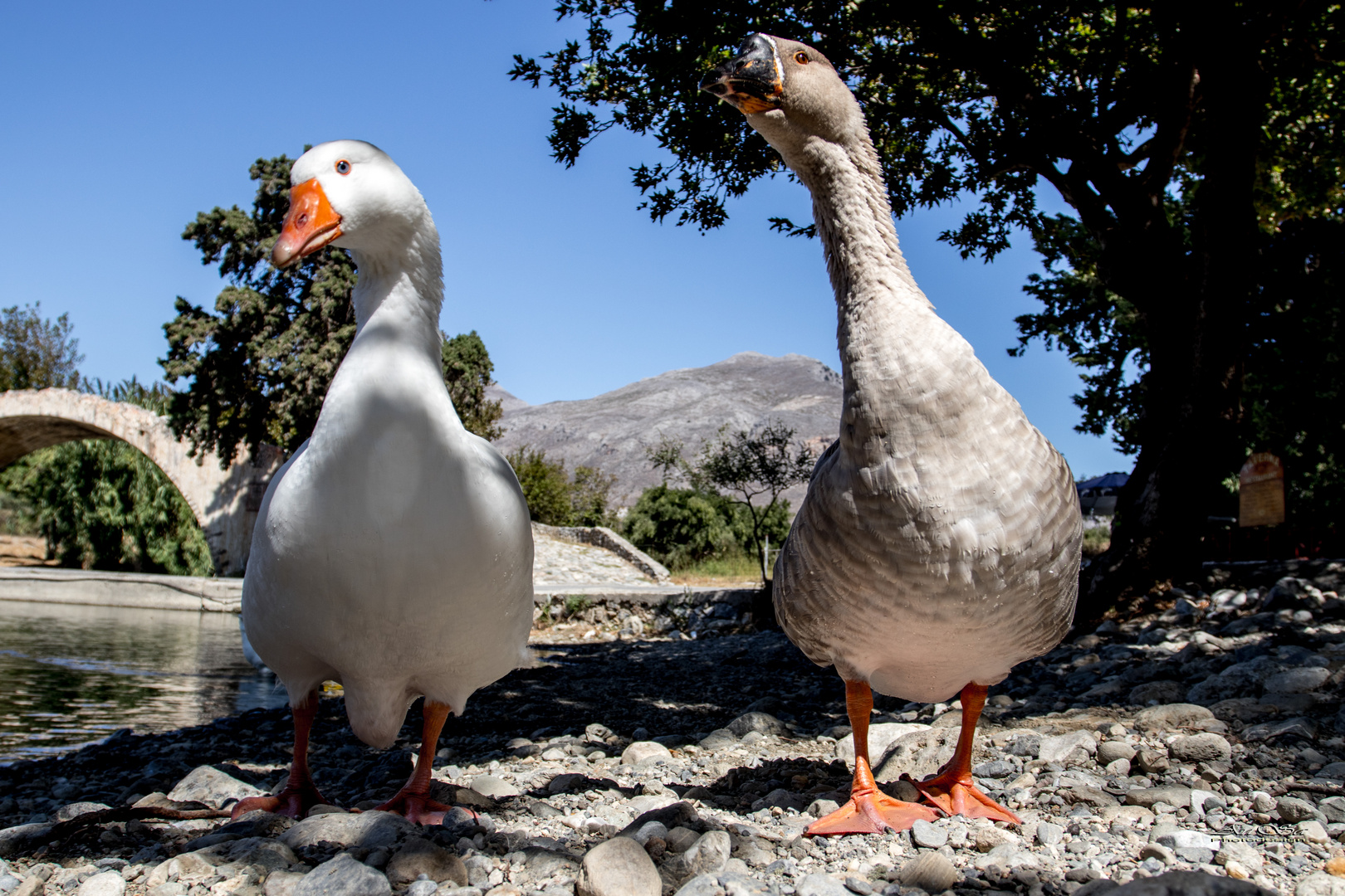 Venizianische Gänse auf Kreta