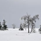 Venn im Winter