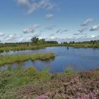 Venn-Wenn die Heide blüht