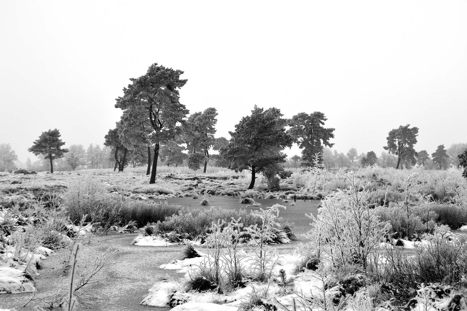 Venner Moor (2)