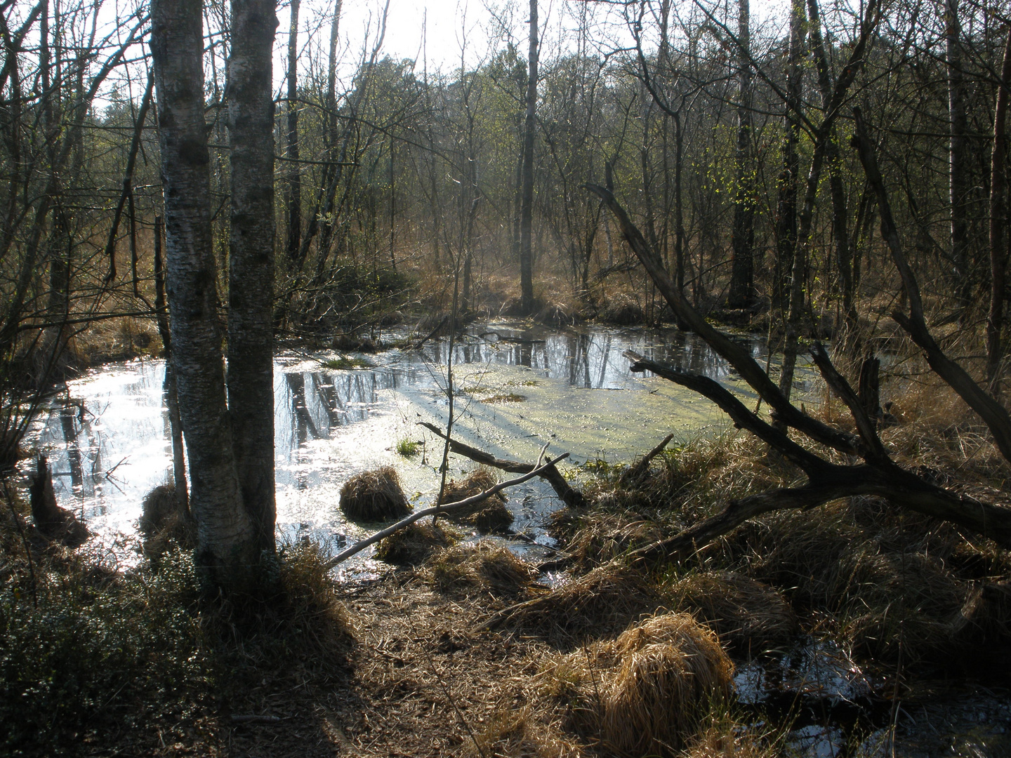 Venner Moor