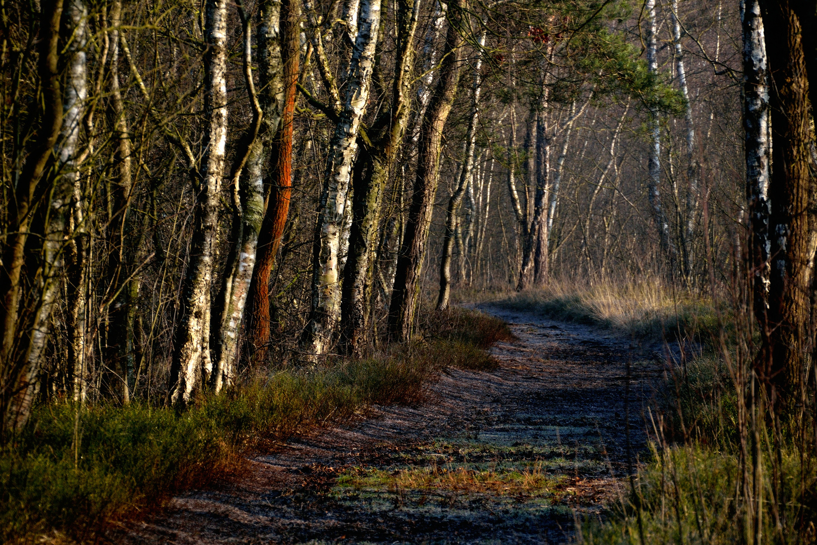 Venner Moor