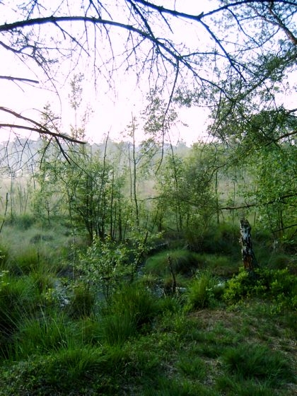 Venner Moor bei Münster