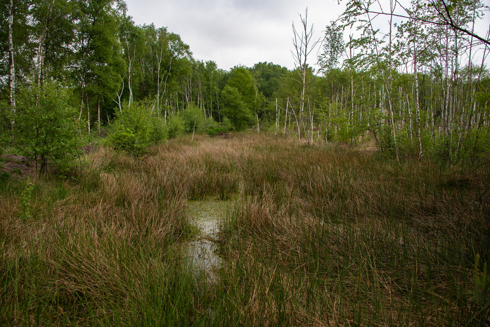 Venner Moor