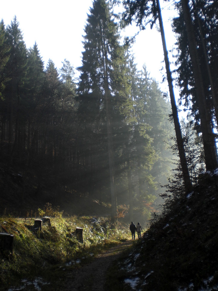 Venninger Wald