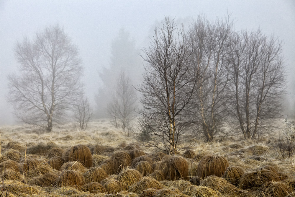 Vennmorgen (Hohes Venn)