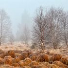 Vennmorgen (Hohes Venn)