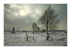 VennWinter (3)