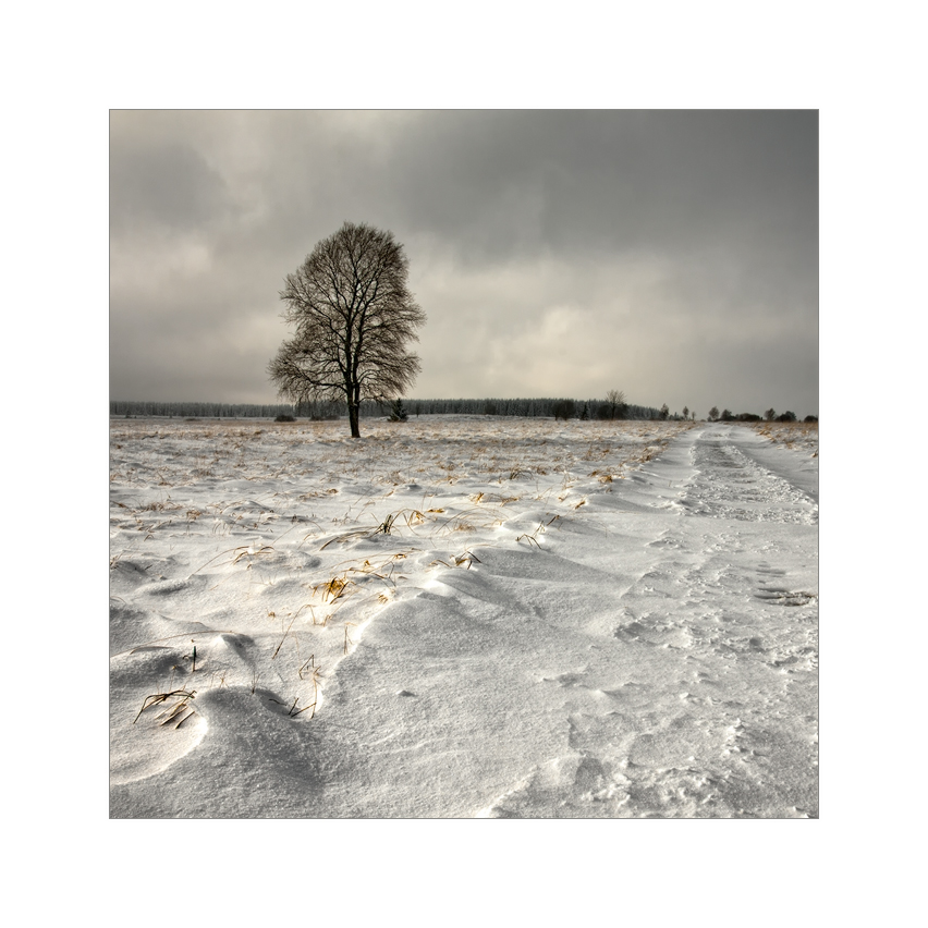 VennWinter (4)