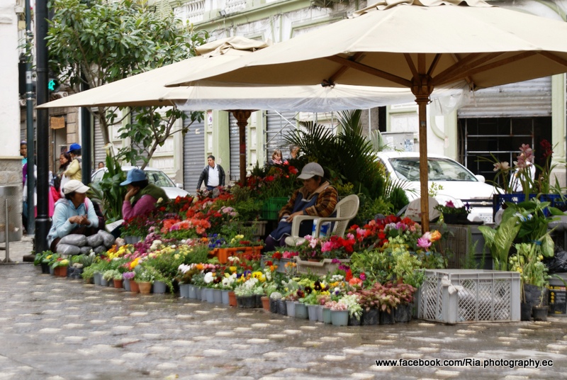 Venta de flores