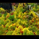 Ventana al Otoño