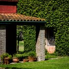 Ventana con enredadera verde