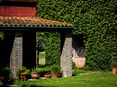 Ventana con enredadera verde