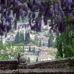 Ventana desde la Alhambra acompañadas de Glicinias.