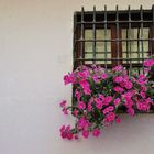 ventana en flor