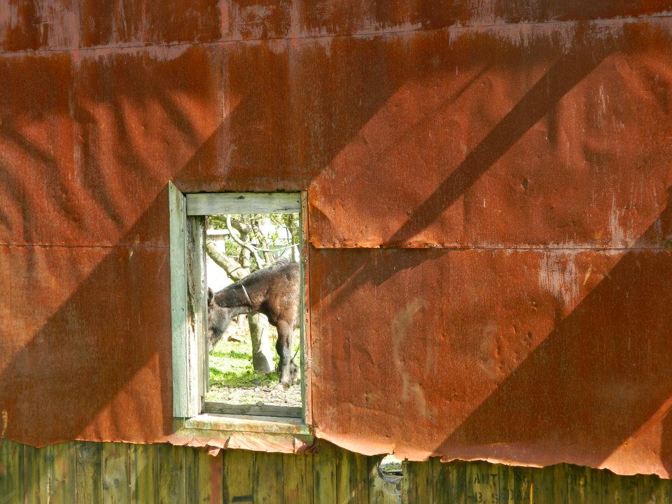 Ventana Viva.