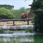 Ventana Zoologico