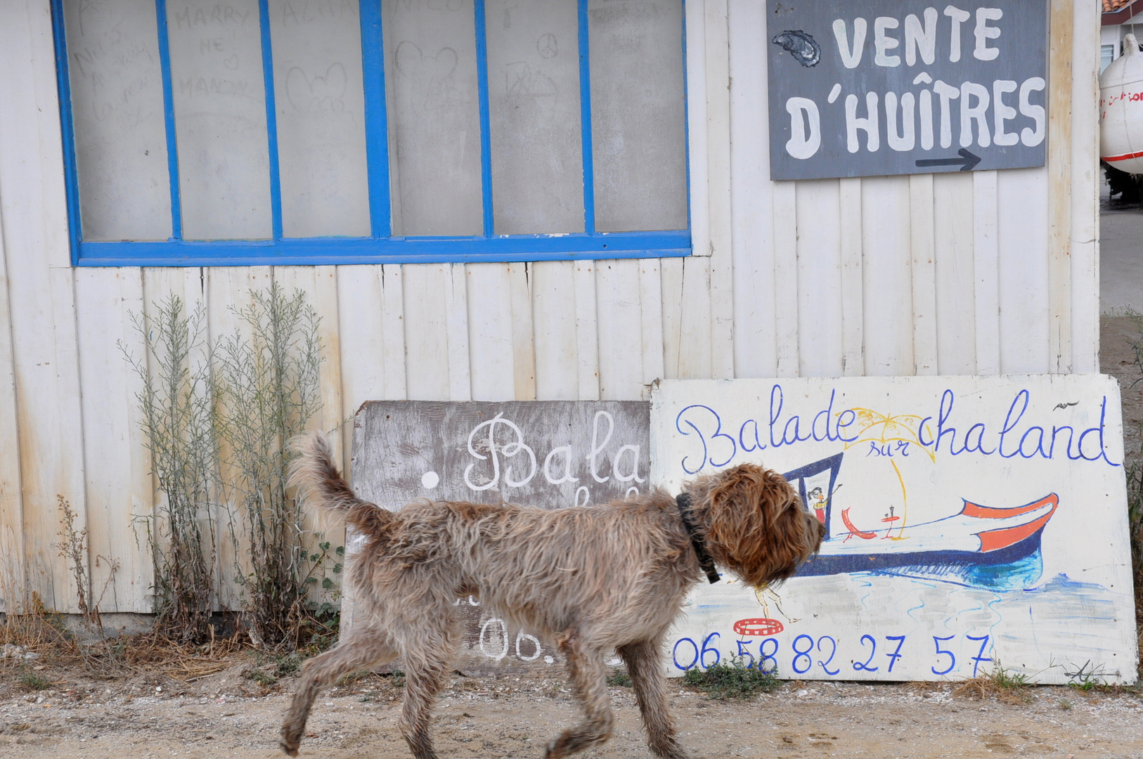 vente d'huitres