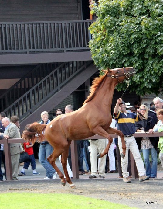 Ventes de yearlings à Deauville