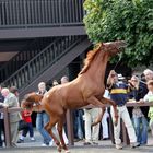 Ventes de yearlings à Deauville