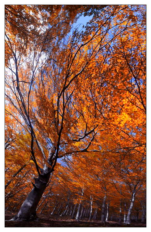 vento d'autunno