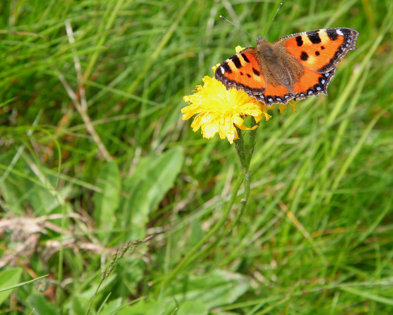 Vento e colore