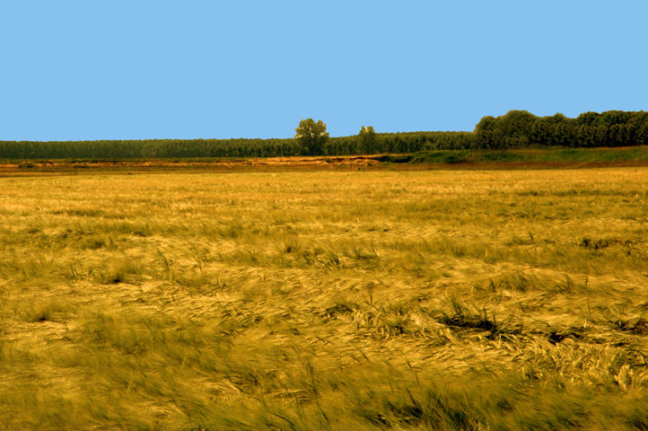 vento nel campo di grano
