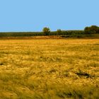 vento nel campo di grano