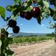 ventoux et cerises