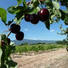 ventoux et cerises