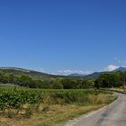 Ventoux et garrigue