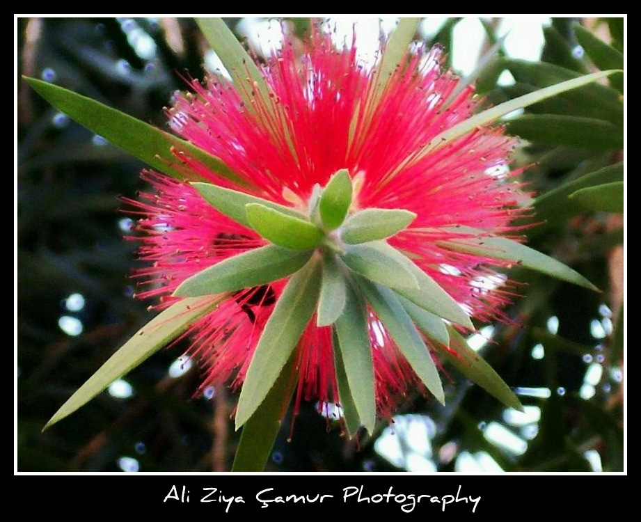 Ventral View of Bottlebrush