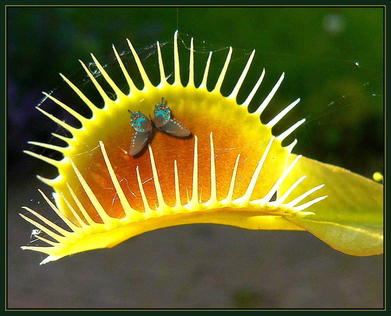 VenusFliegenfalle mit seltsamer Beute................. Foto & Bild