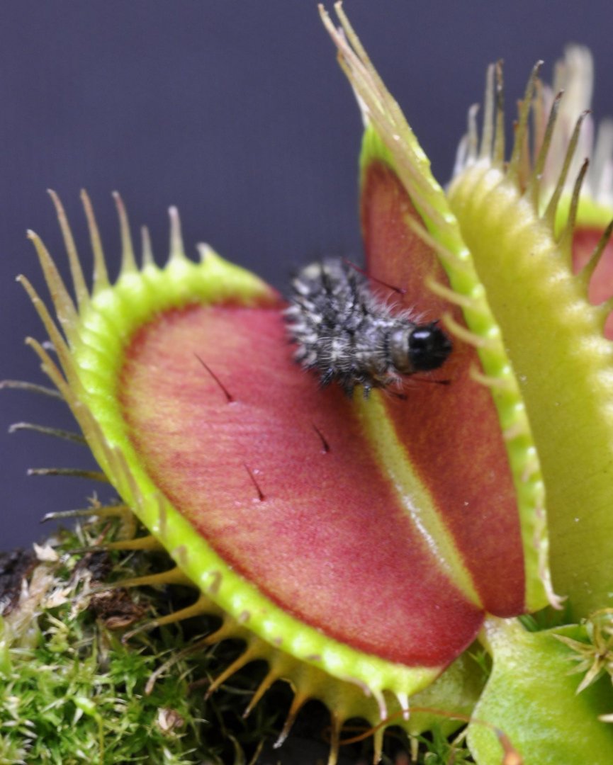 Venus Flytrap  La Monstroplante