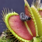 Venus Flytrap  La Monstroplante