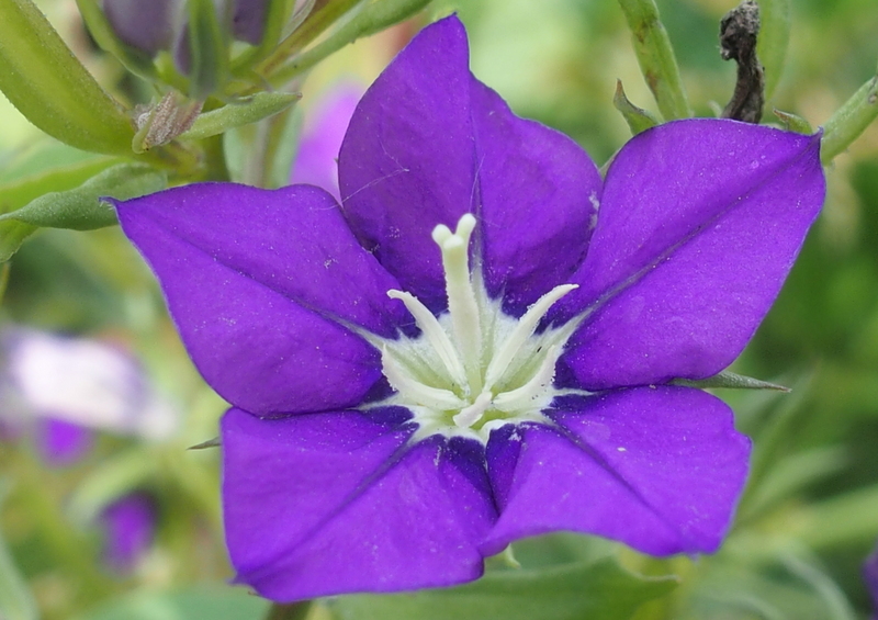 Venus-Frauenspiegel 'Legousia speculum-veneris' (Campanulaceae)