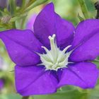 Venus-Frauenspiegel 'Legousia speculum-veneris' (Campanulaceae)