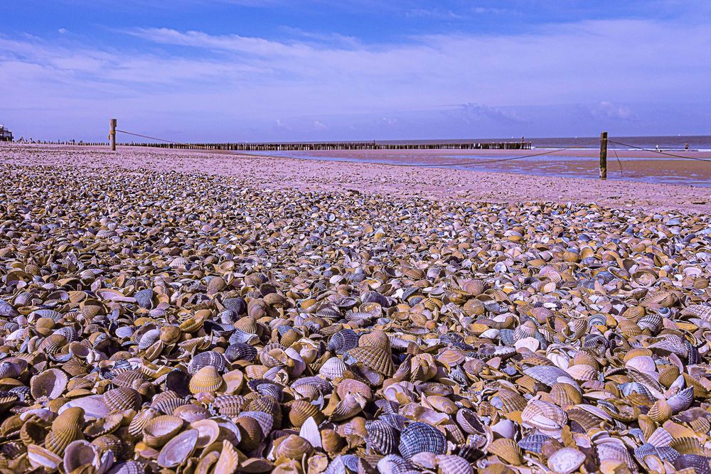 Venus Muscheln  