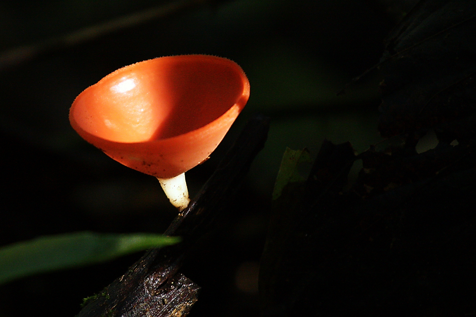 Venus' Wine Cup aus Costa Rica