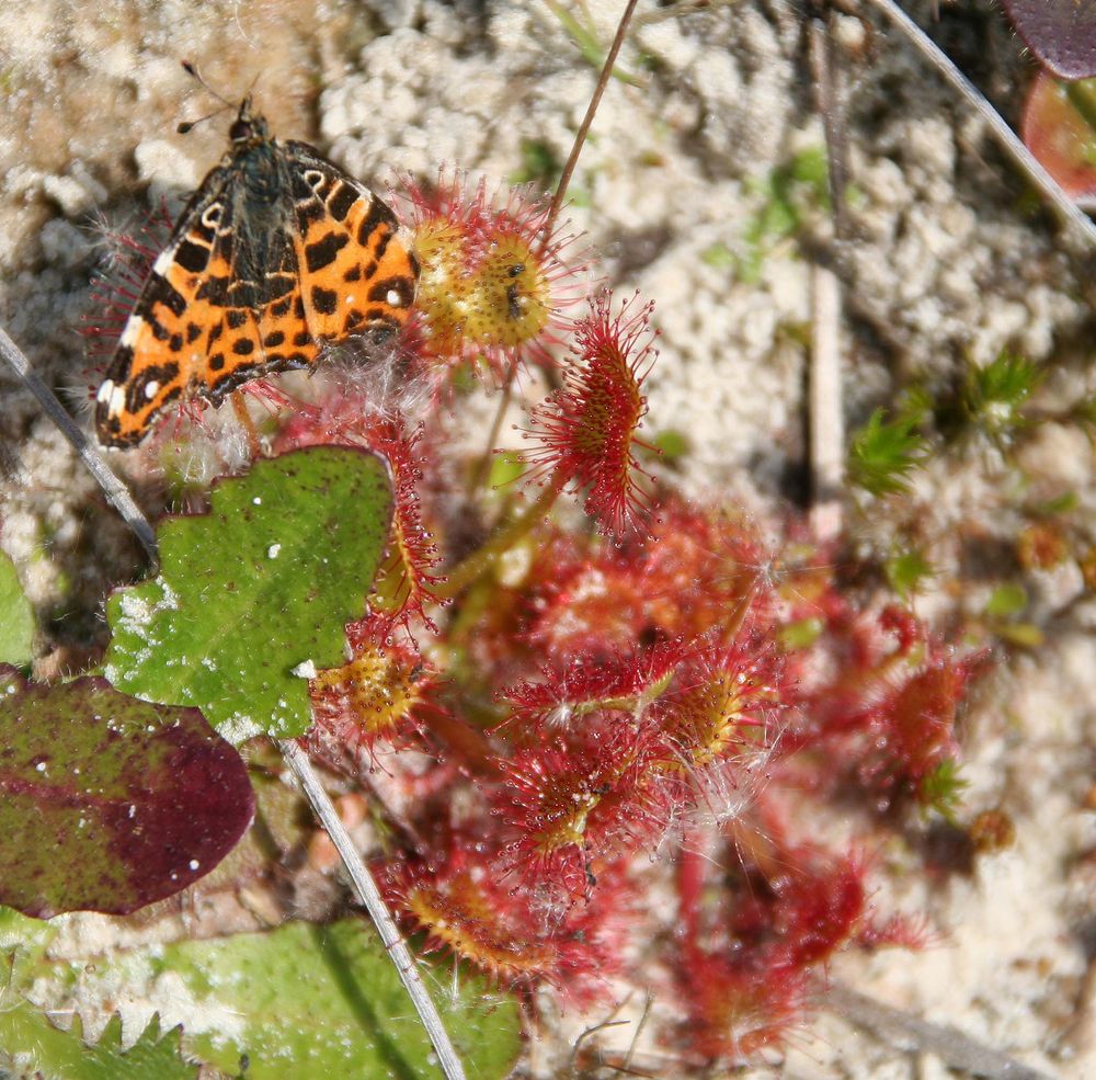 Venusblüte mit Schmetterling