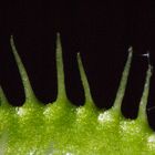 Venusfliegenfalle (Dionaea)