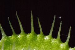 Venusfliegenfalle (Dionaea)