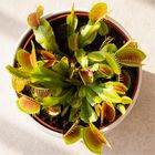 Venusfliegenfalle (Dionaea muscipula)