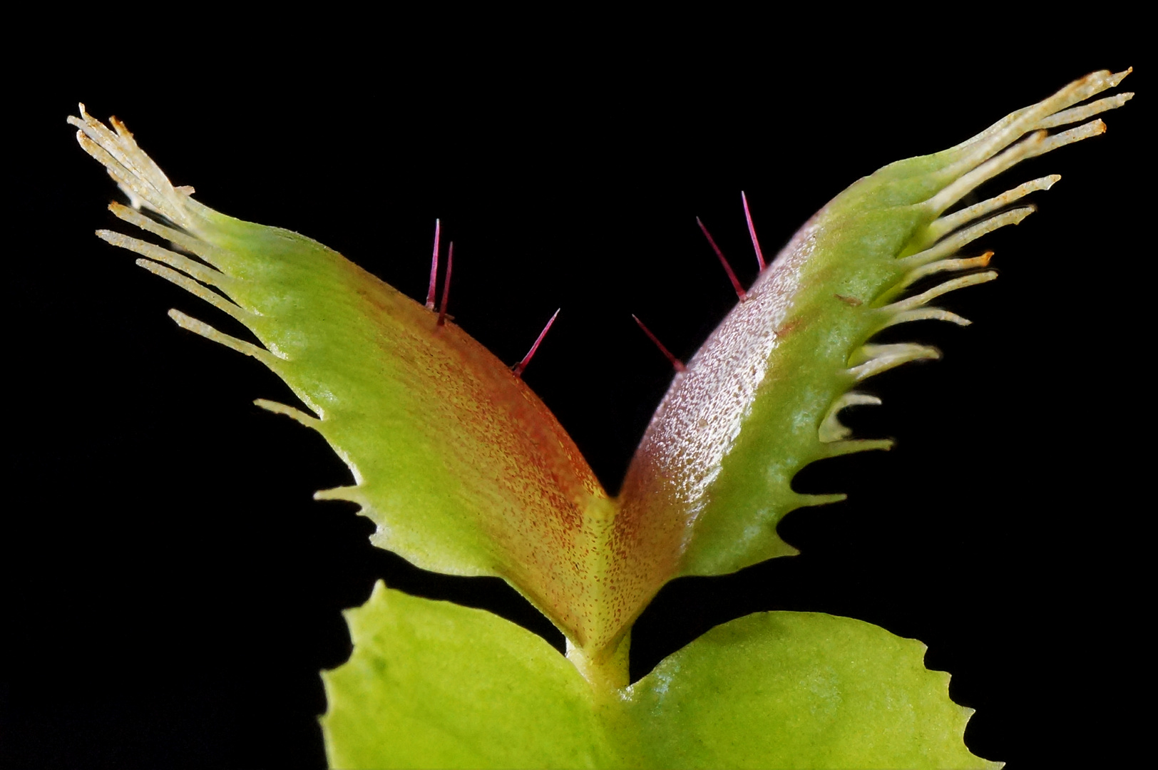  Venusfliegenfalle (Dionaea muscipula)