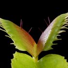  Venusfliegenfalle (Dionaea muscipula)