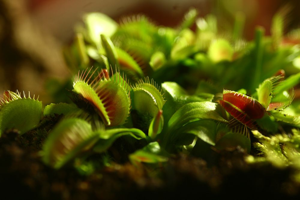 Venusfliegenfalle (Dionaea muscipula)